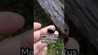 tenggelam/ clown beetle/ margarinotus #kumbang #alam #nature #duniaserangga
