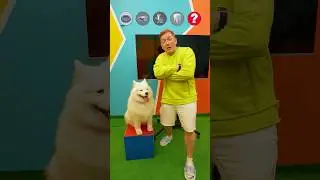 Невозможно разозлить самую добрую собаку в мире!