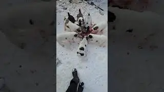 Central asian shepherd Alabai puppies Michigan