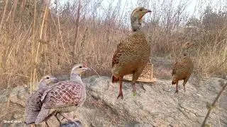 Female teetar ki awaaz ( Nar teetar voice) grey hunting sound titeer chick gora irna teetR voice 