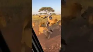 Iron Man vs lion #lion #shortvideo #viral #shorts #ironman #funny #wildlife #music #horror #liebe