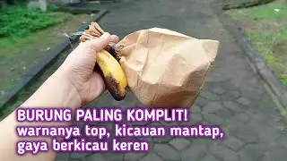 TAK BISA DIJELASKAN DENGAN KATA2‼️ AKHIRNYA DAPET BURUNG SUPER KEREN CUMA 150rb AJA