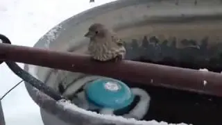 Heroic man saves a bird stuck on an icy gate