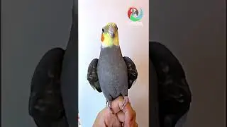 #FUNNY PARROTS Cockatiel singing perfect! 💔🦜🦜😂😂💔👌💔😋🦜🦜💔