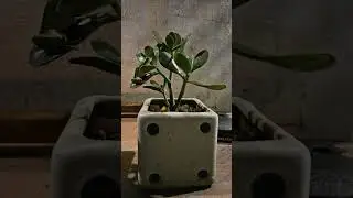 A tiny frog hops on to the plant #viral #plants #gardening  #jadeplant  #trendingshorts #ytshorts