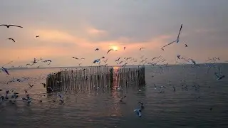 Sunset Tranquility 🌇 Calm Instrumental Music with Nature Sounds