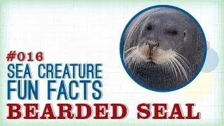 Bearded Seal: Sea Creature Fun Facts