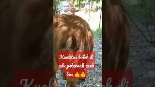 WADIDOWW SAPI SIMENTAL CALON 1 TON UP ..
