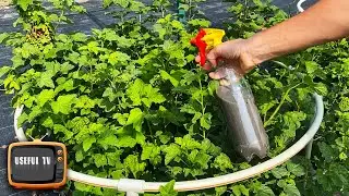It helped from aphids on currants immediately! A folk remedy without chemicals