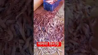 fishing #shorth #shortvideo #vlogs #monojdey #vlogsshort #mimevlogs #obydullahmollikvlogs