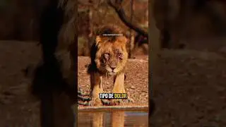 10 animales que no sienten ning&uacute;n tipo de dolor #mundoanimal #wildlife