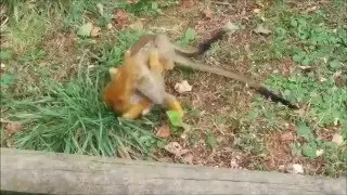saimiri sur leur territoire à la Vallée des Singes