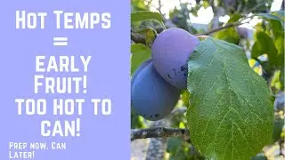 Heat Wave/Warming Climate Makes Fruit Ripen Earlier Than Normal? How to Cope
