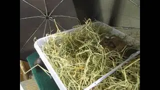 cavy care summer 2024