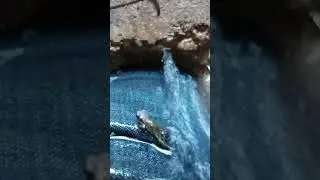 Un b&eacute;b&eacute; grenouille courageux. Une grenouillette face au jet d&rsquo;eau. #grenouille #babyfrog #frog
