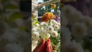 glass bottle se banaya plant holder #shortfeed #diy #tranding