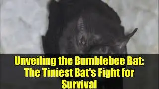 Unveiling the Bumblebee Bat: The Tiniest Bat's Fight for Survival