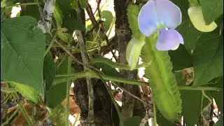 How to grow wing beans zone 7