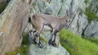 Aiguille du Jardin 4035m