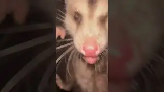 The ol possum