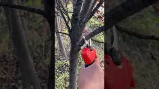 electric pruning shears#garden tools#electric scissors #garden #trending #video