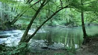Forest River Sounds – Peaceful Stream in the Heart of Nature | ASMR for Deep Relaxation