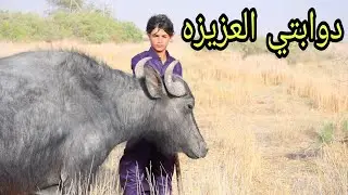 فلم قصير. راعي الجاموس