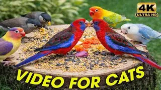 Cat TV 🐦 Squirrels & Birds Squabble Over Food | 3 Hours of Mischievous Fun in 4K HDR 😸