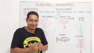 UNICELULARES E PLURICELULARES