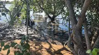 Bush sounds by the water's edge