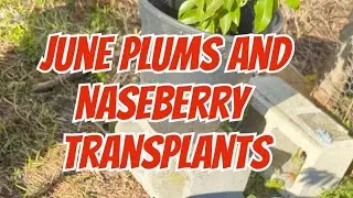 Transplanting Dwarf June plum (Golden Apple ) and Naseberry seedlings
