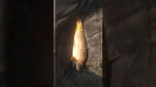 Fishing carp angling at Suffolk water park