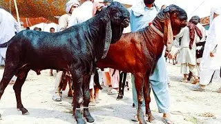 Bakra Mandi Sahiwal ki Update bital breader Bakry 03124058010 Altaf goat Farm 