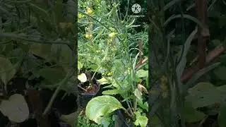 CARA MUDAH MENANAM SAWI CAISIM DI POLYBAG#shortsfeed