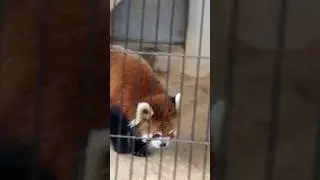 まったりお散歩　＃レッサーパンダ＃西山動物園＃ショート＃redpanda #cute