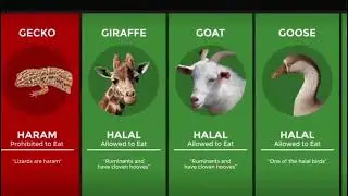 Halal And Haram Foods | Comparison video | Animal video | how to make comparison video | viral video
