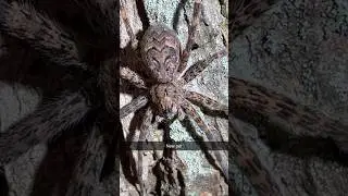 Huge Fishing Spider 😱 #fishingspider #spiders #arachnidsofinstagram