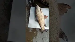 DESI MACHLI# NALANDA BIHAR#fishcutting#fishing#🐠🐠🐠🐠🐠🐠🐠🐠🐠🐠👍💥