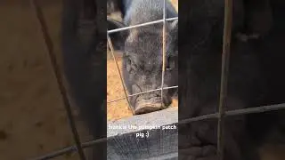 i havent been around pigs much, is this a happy sound? i was just gently booping him #pig