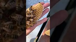Lovely #api #apicoltura#apicultura #beekeeping#apiculture #ants #apiario #beekeeper#bees#nature}love