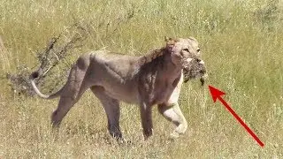 Lion vs Ostrich chicks - Female takes advantage of easy prey in Kgalagadi National Park