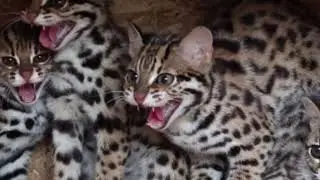 Оцелот (Leopardus pardalis) &  Азійський кіт (Prionailurus)  - Ocelot & leopard cat & fishing cat