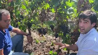 Dehydrating Malbec grapes in the vineyard at Pizzorno winery in Uruguay