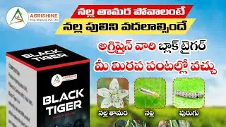 Gandeeva + chotu and black tiger two times spray super results