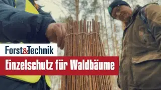 Einzelschutz für den Wald von morgen