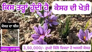 Saffron farming | Kesar farming | Grow Saffron at home | Saffron seeds 