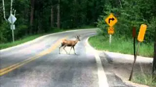 Woman calls about Deer Crossing Signs