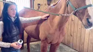 Treating and Preventing Skin Fungus on your Horse - Horsemanship 101 - Tall Tale Equestrian