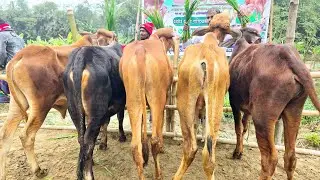 20/1/26/বর্ডার এলাকা থেকে কম দামে ক্যাশ অন ডেলিভারিতে শাহীওয়াল বাছুর গরু কিনুন।