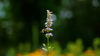 Native area restoration: Why are they mowing the wildflowers?